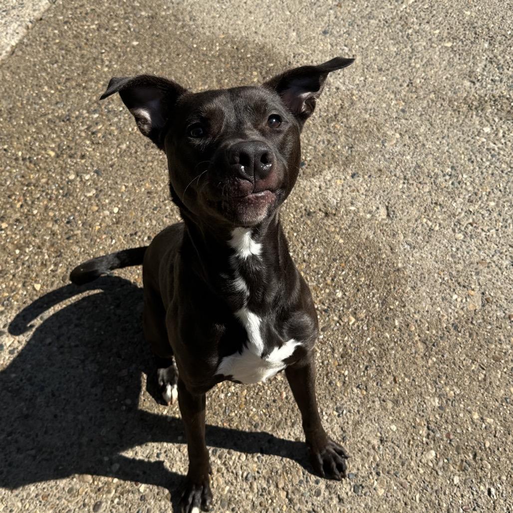 Les, Adoptable, Adult Male Mixed Breed.
