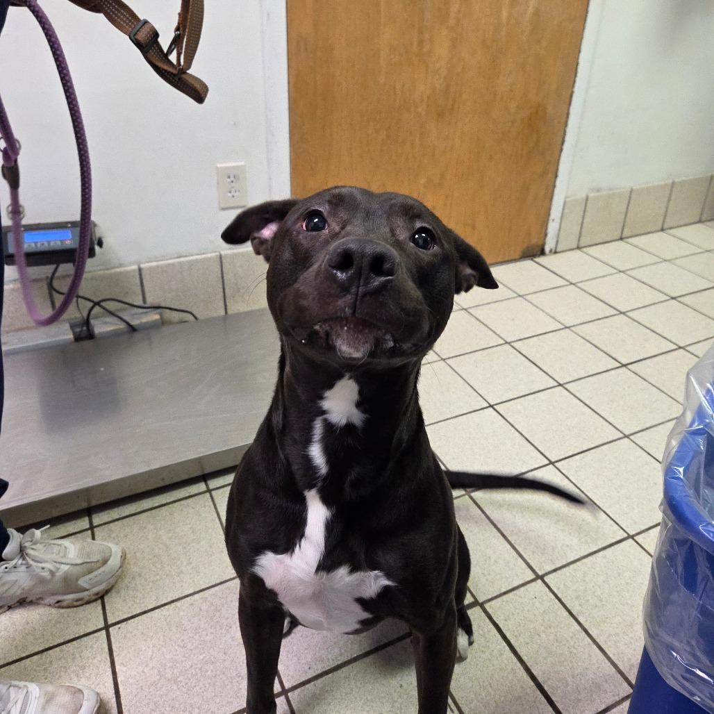 Enlarge Les, a Adoptable Mixed Breed in Charleston, WV image 2/4