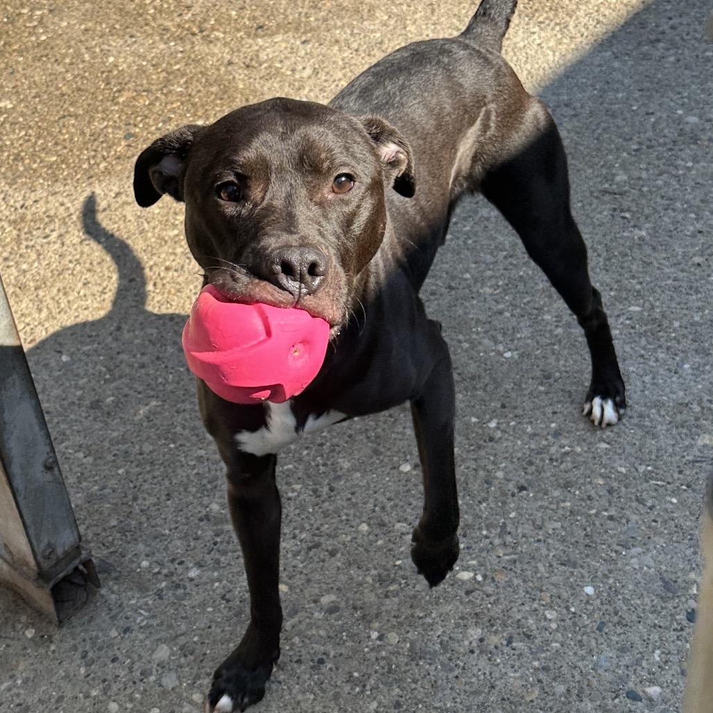 Enlarge Les, a Adoptable Mixed Breed in Charleston, WV image 3/4