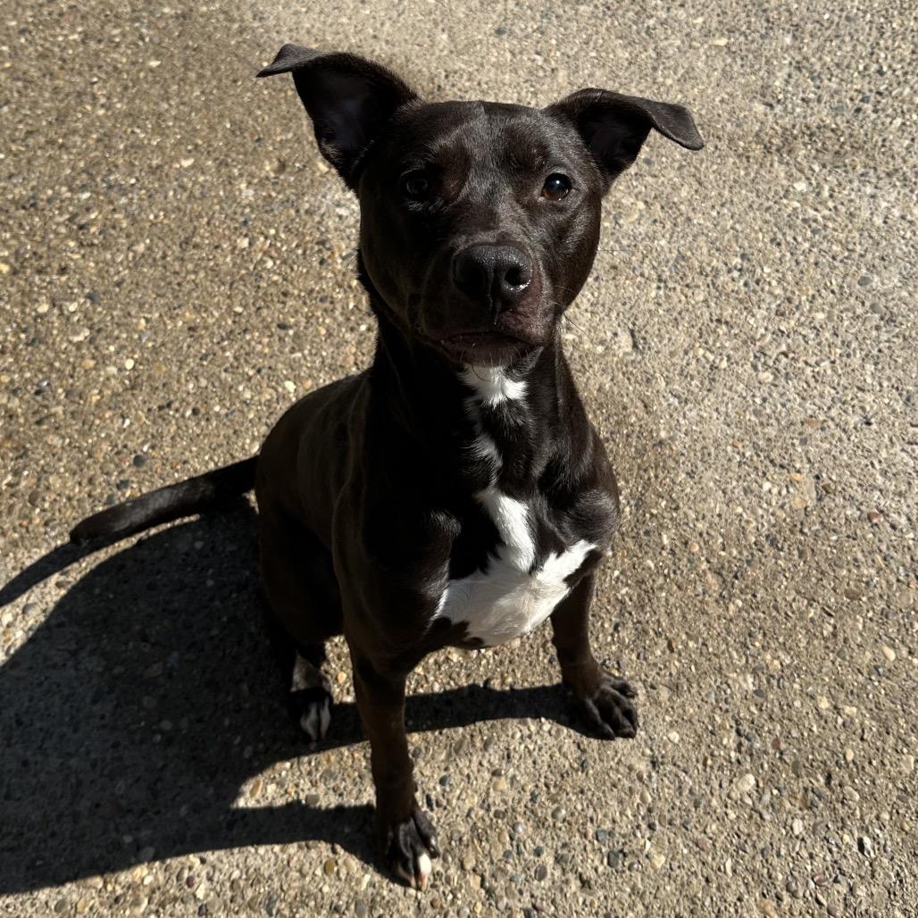 Enlarge Les, a Adoptable Mixed Breed in Charleston, WV image 4/4