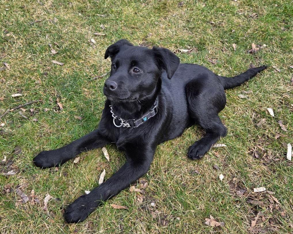 Enlarge Willow, a Adopted mixed breed in LEWISTON, ID image 3/6