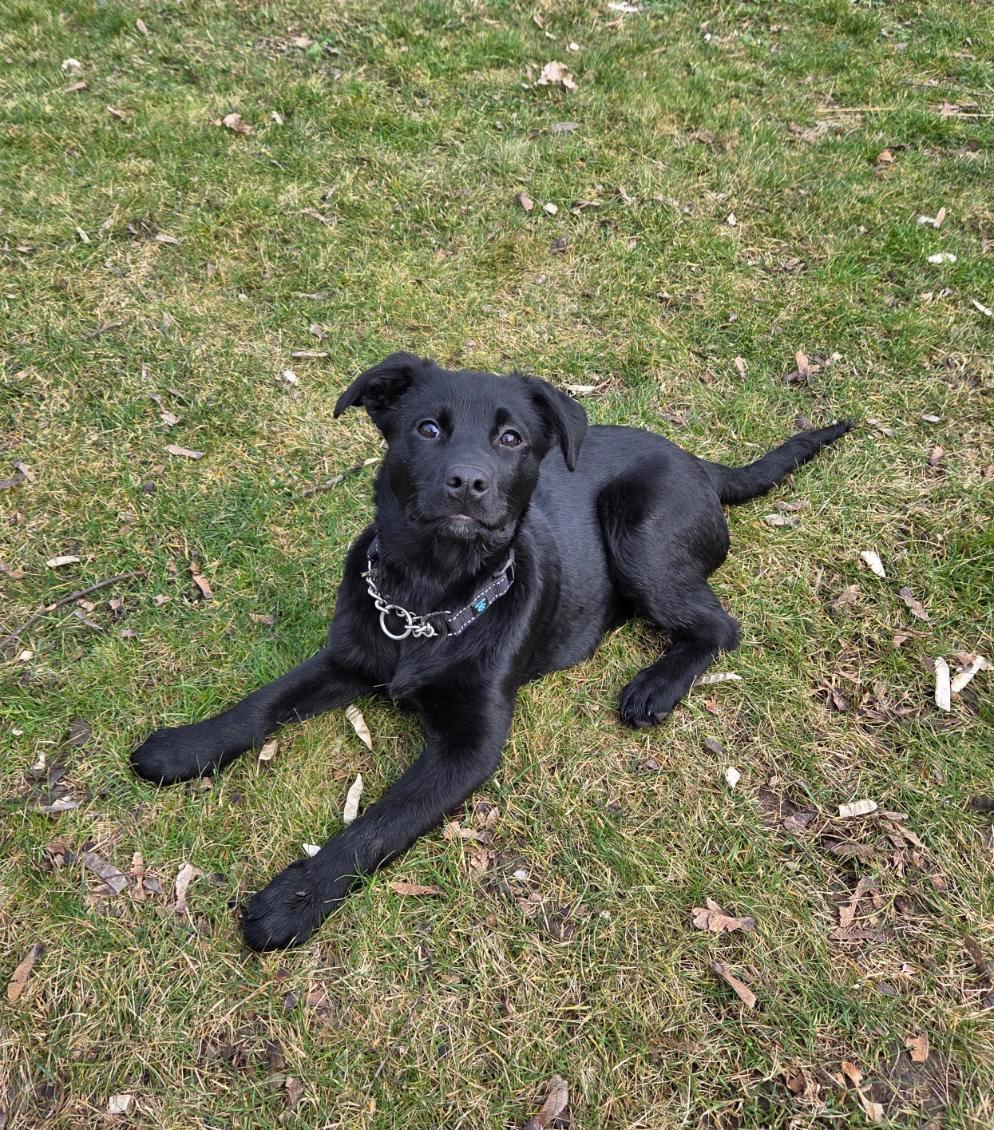 Enlarge Willow, a Adopted mixed breed in LEWISTON, ID image 4/6