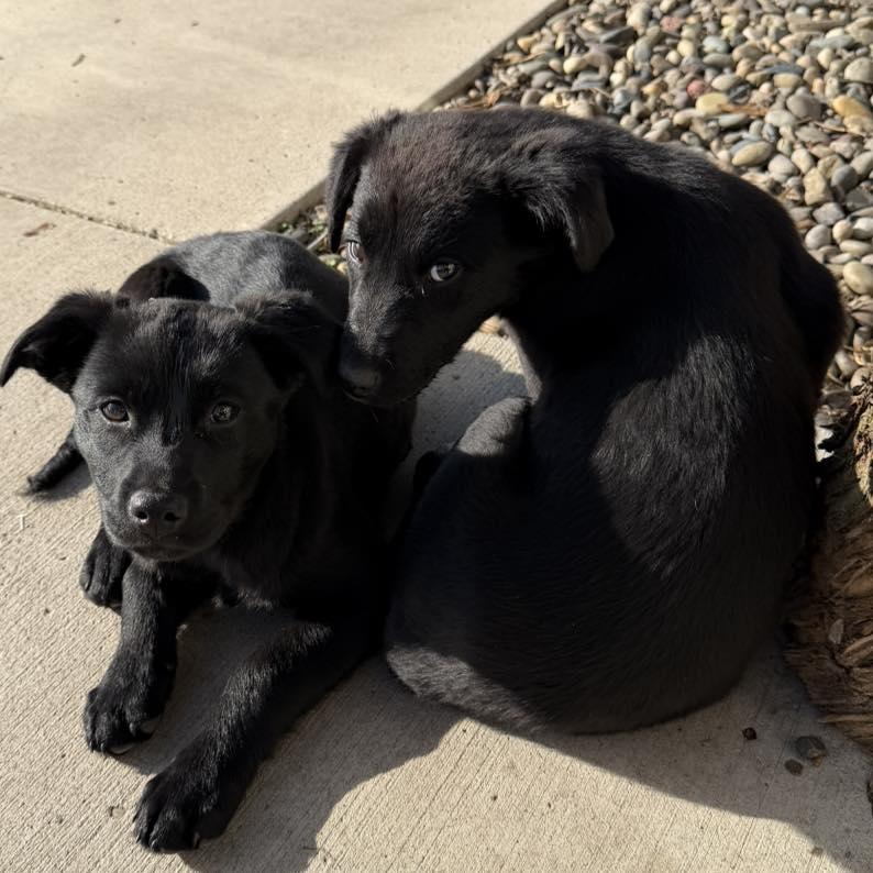 Enlarge Willow, a Adopted mixed breed in LEWISTON, ID image 5/6