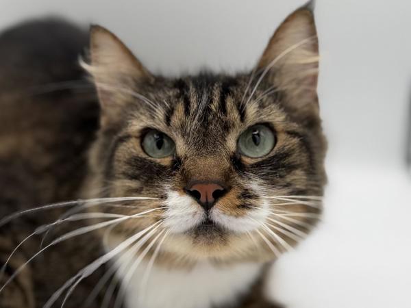 Astrid, Adoptable, Adult Female Domestic Medium Hair.