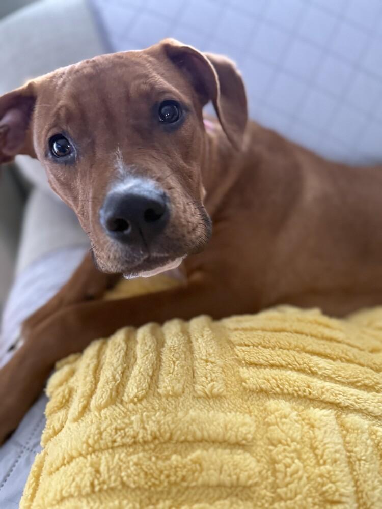 Avalee, a Adopted mixed breed in Evansville, IN image 1/6