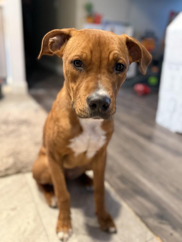 Avalee, a Adopted mixed breed in Evansville, IN image 2/6