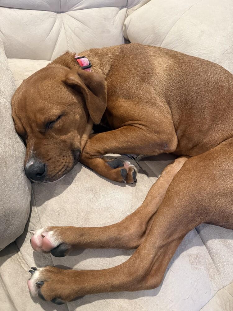 Avalee, a Adopted mixed breed in Evansville, IN image 3/6