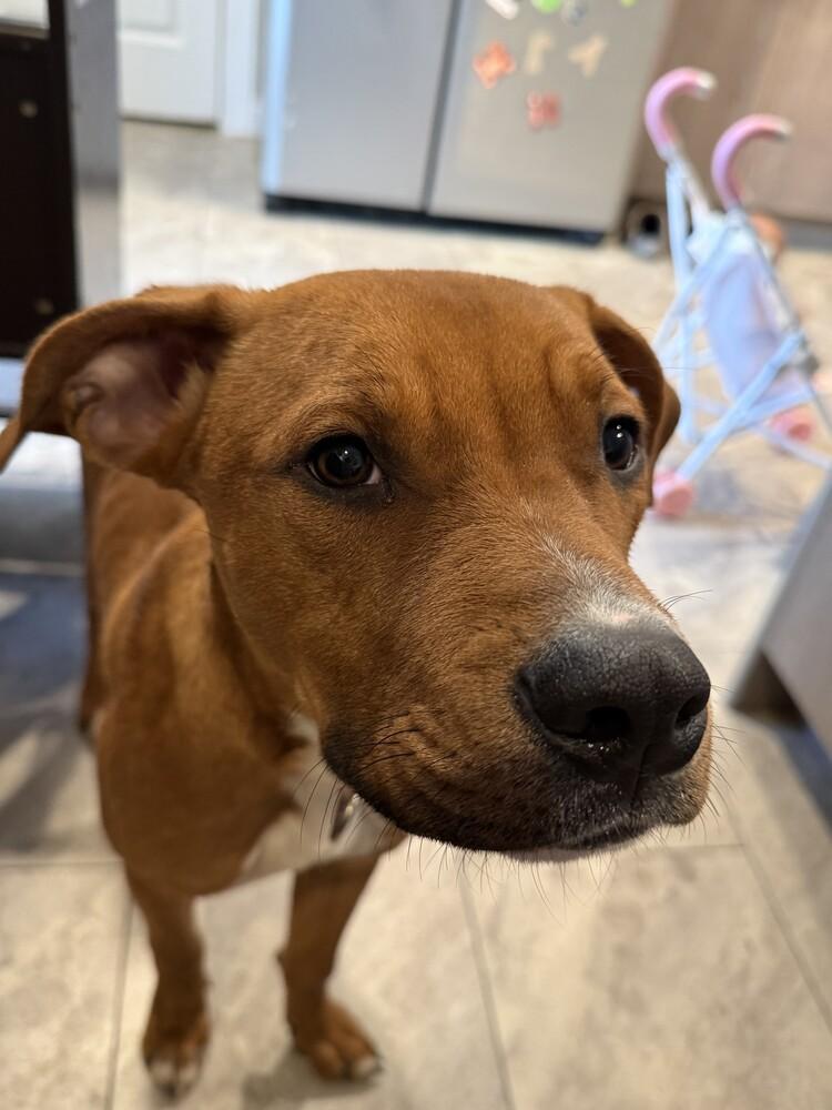 Avalee, a Adopted mixed breed in Evansville, IN image 4/6