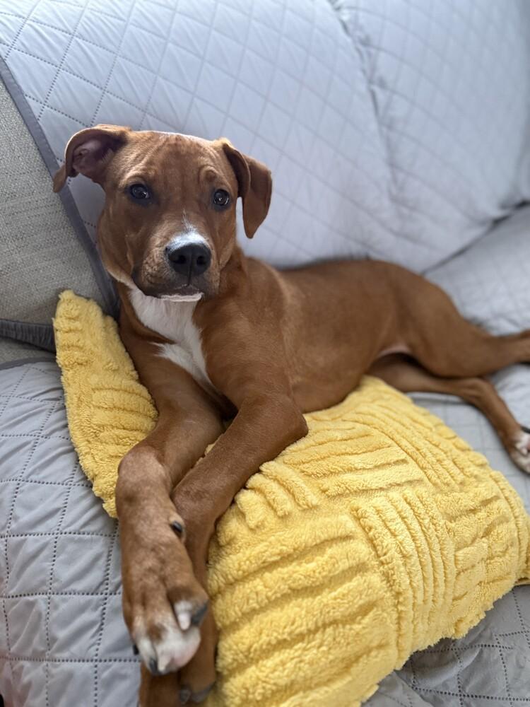 Avalee, a Adopted mixed breed in Evansville, IN image 5/6