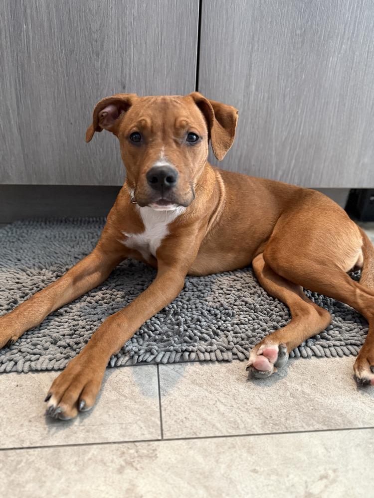 Avalee, a Adopted mixed breed in Evansville, IN image 6/6