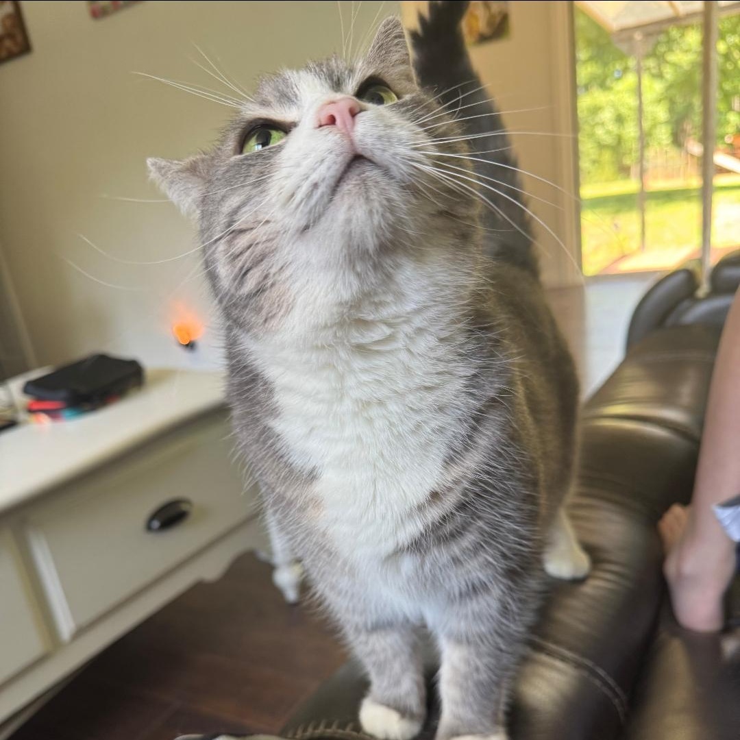 Fanny (EH), a Adoptable Domestic Short Hair in Huddleston, VA image 2/4