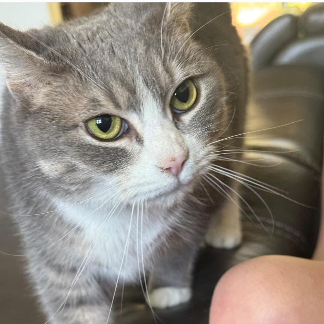 Fanny (EH), Adoptable, Adult Female Domestic Short Hair.