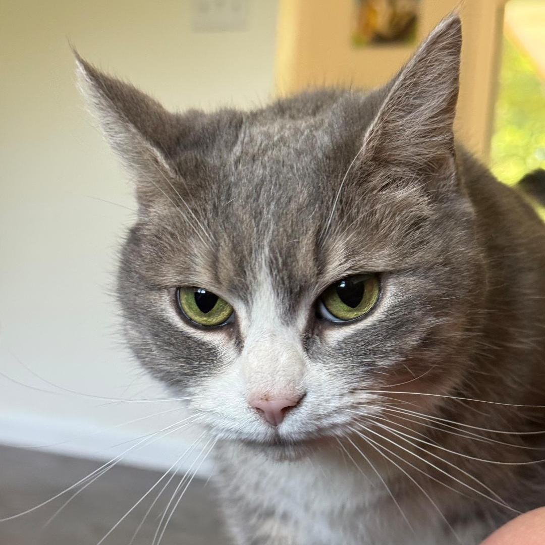 Fanny (EH), a Adoptable Domestic Short Hair in Huddleston, VA image 3/4