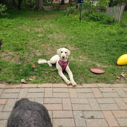 Frida, Adoptable, Young Female Standard Poodle.