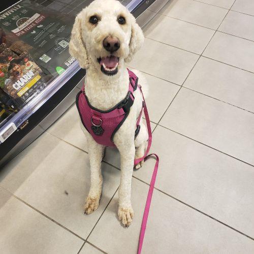 Enlarge Frida, a Adoptable Standard Poodle in Courtice, ON image 2/5