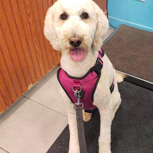 Enlarge Frida, a Adoptable Standard Poodle in Courtice, ON image 3/5