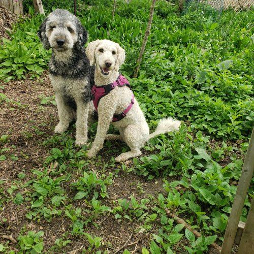 Enlarge Frida, a Adoptable Standard Poodle in Courtice, ON image 4/5