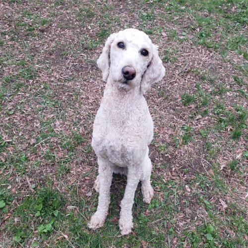Enlarge Frida, a Adoptable Standard Poodle in Courtice, ON image 5/5