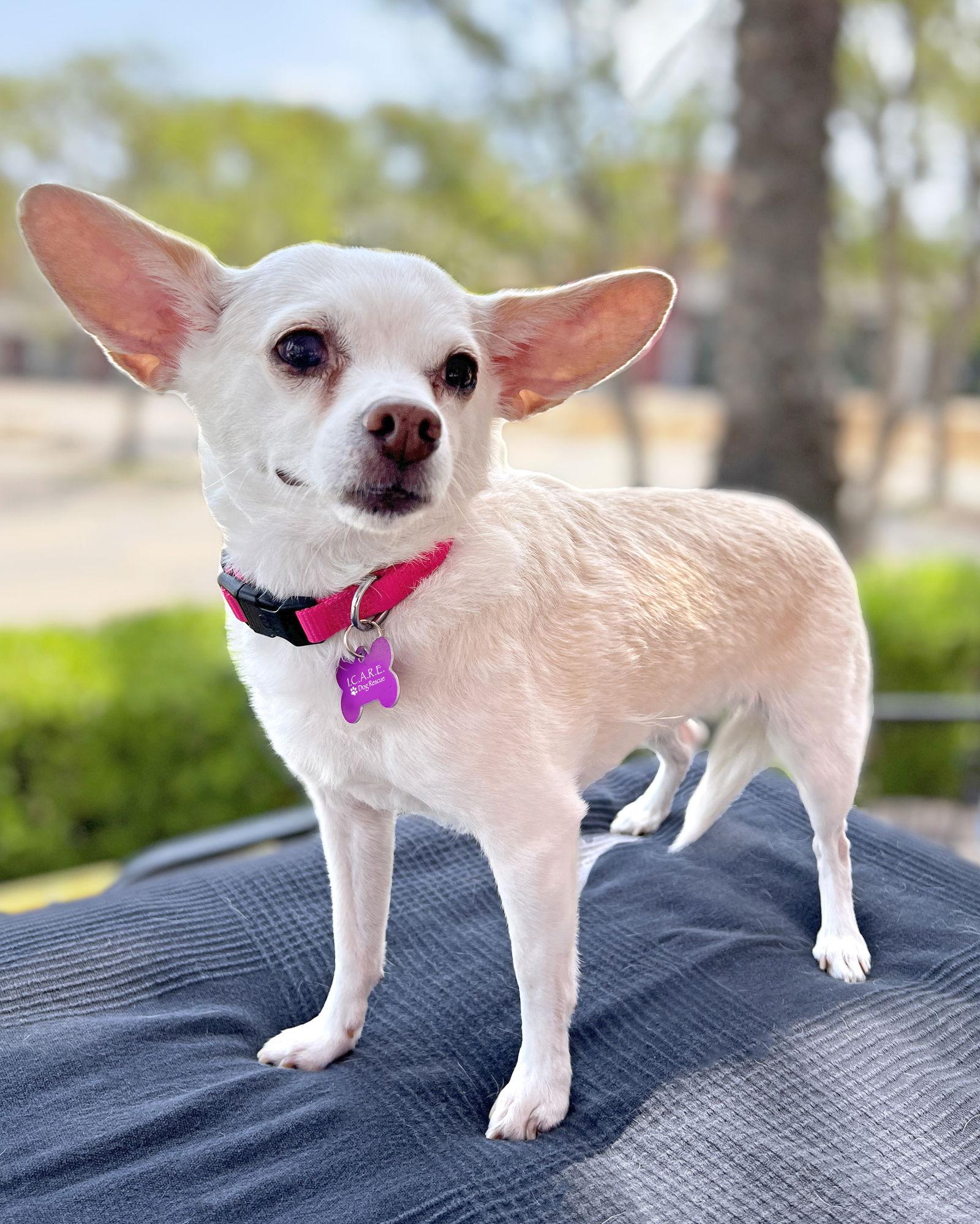 Leela, a Adoptable Chihuahua in Corona, CA image 1/2