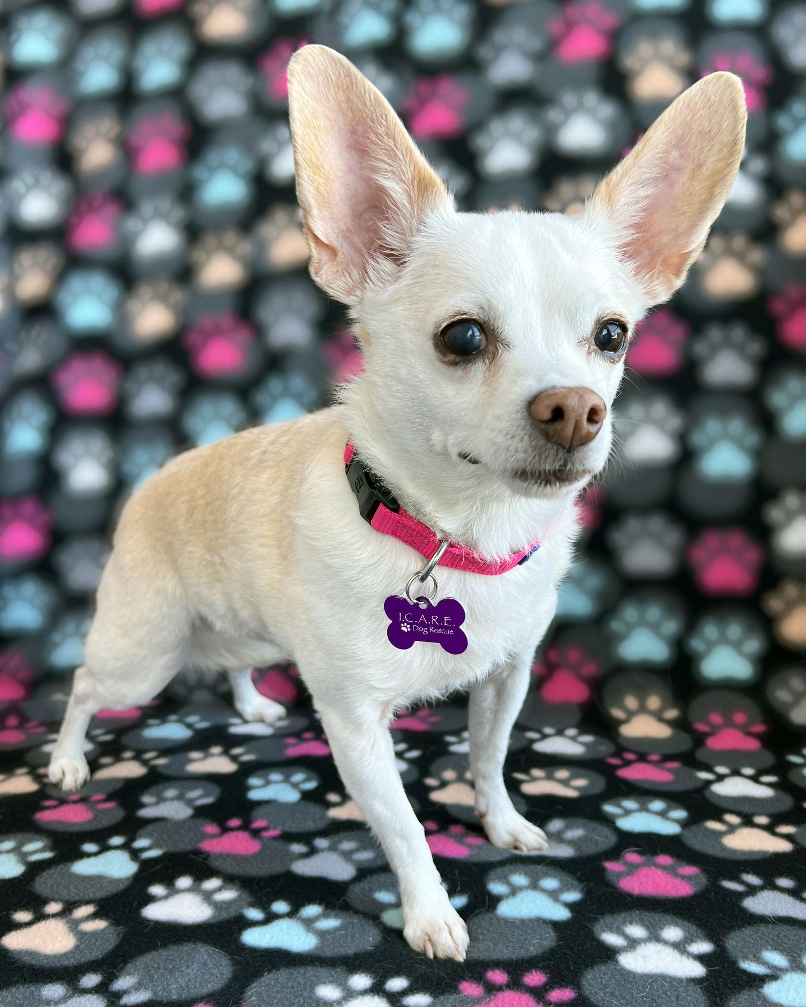 Leela, a Adoptable Chihuahua in Corona, CA image 2/2