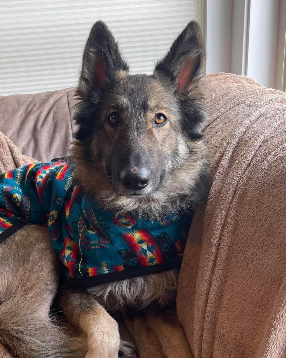 Enlarge Devon, a Adopted German Shepherd Dog in Gig Harbor, WA image 3/4