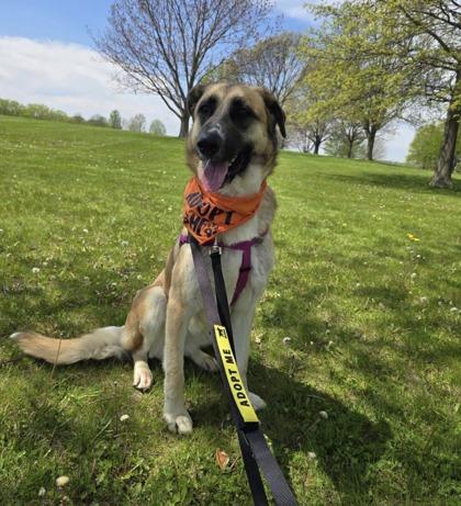 Chloe, Adoptable, Young Female Anatolian Shepherd & Mixed Breed.