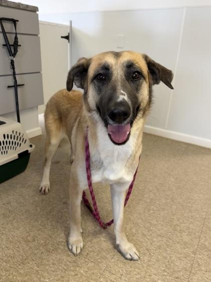 Enlarge Chloe, a Adoptable mixed breed in St. Anne, IL image 1/1