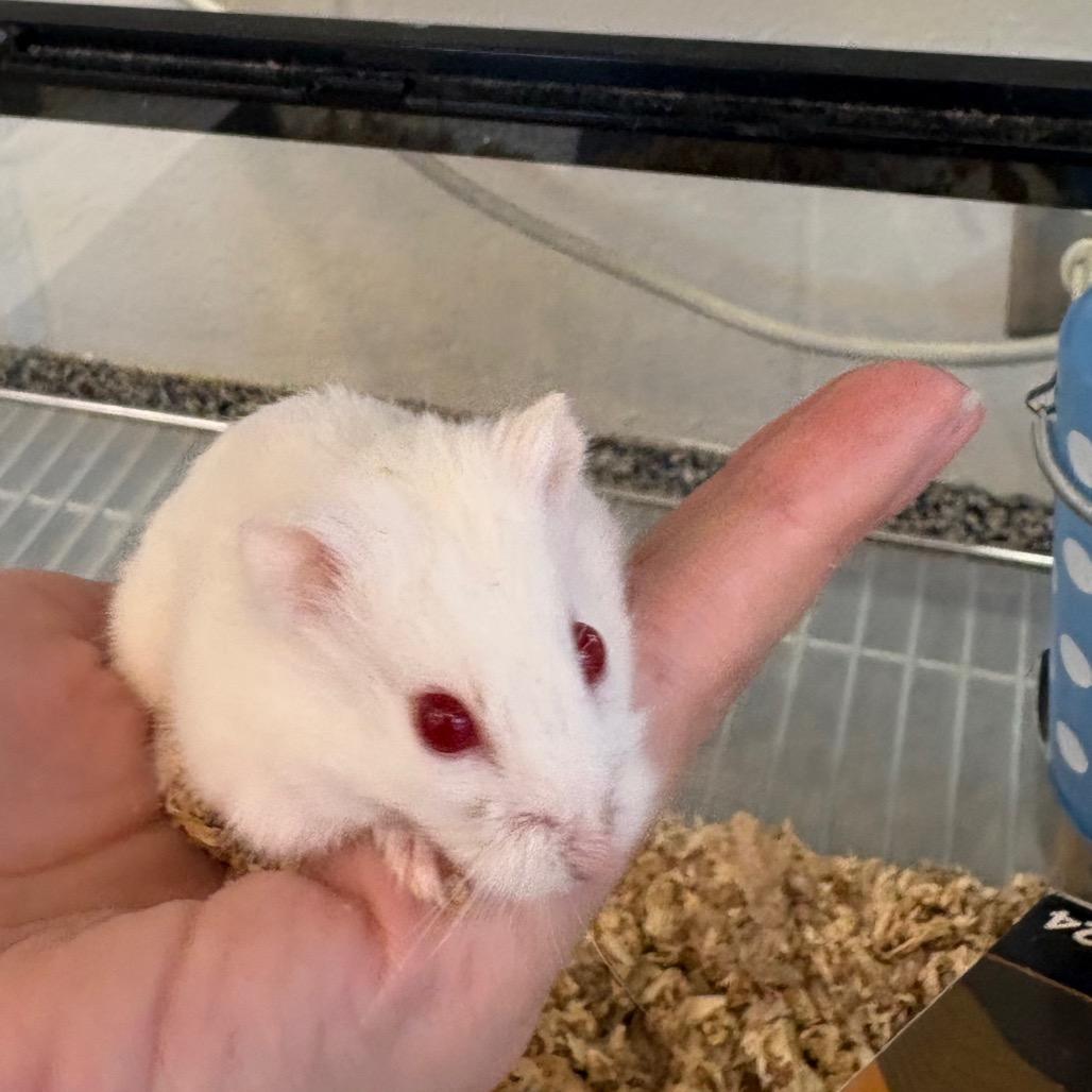 Leia, Adoptable, Baby Female Dwarf Hamster.