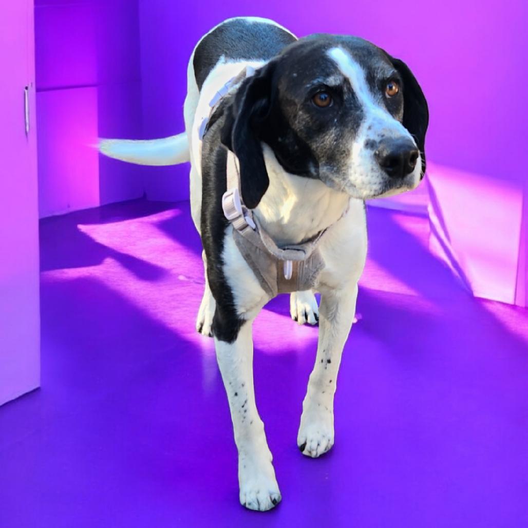 Enlarge Bet (FKA Tuesday), a Adoptable Cattle Dog in Buffalo, MN image 3/6