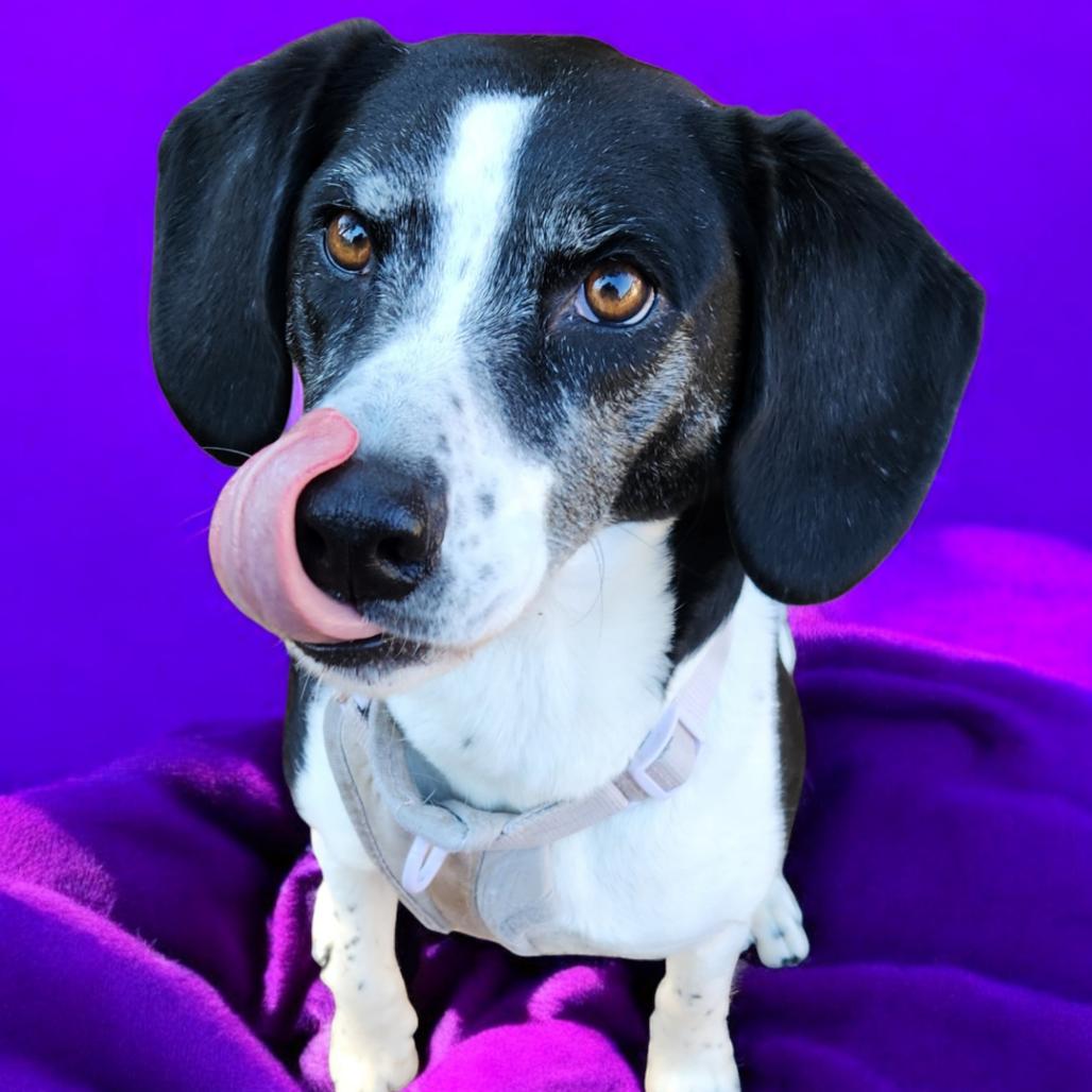 Enlarge Bet (FKA Tuesday), a Adoptable Cattle Dog in Buffalo, MN image 4/6