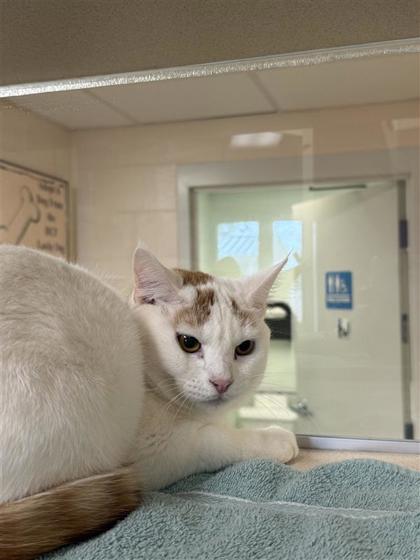 Taurus, a Adoptable mixed breed in Hutchinson, KS image 1/2