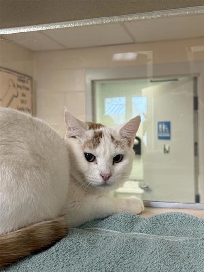 Taurus, a Adoptable mixed breed in Hutchinson, KS image 2/2