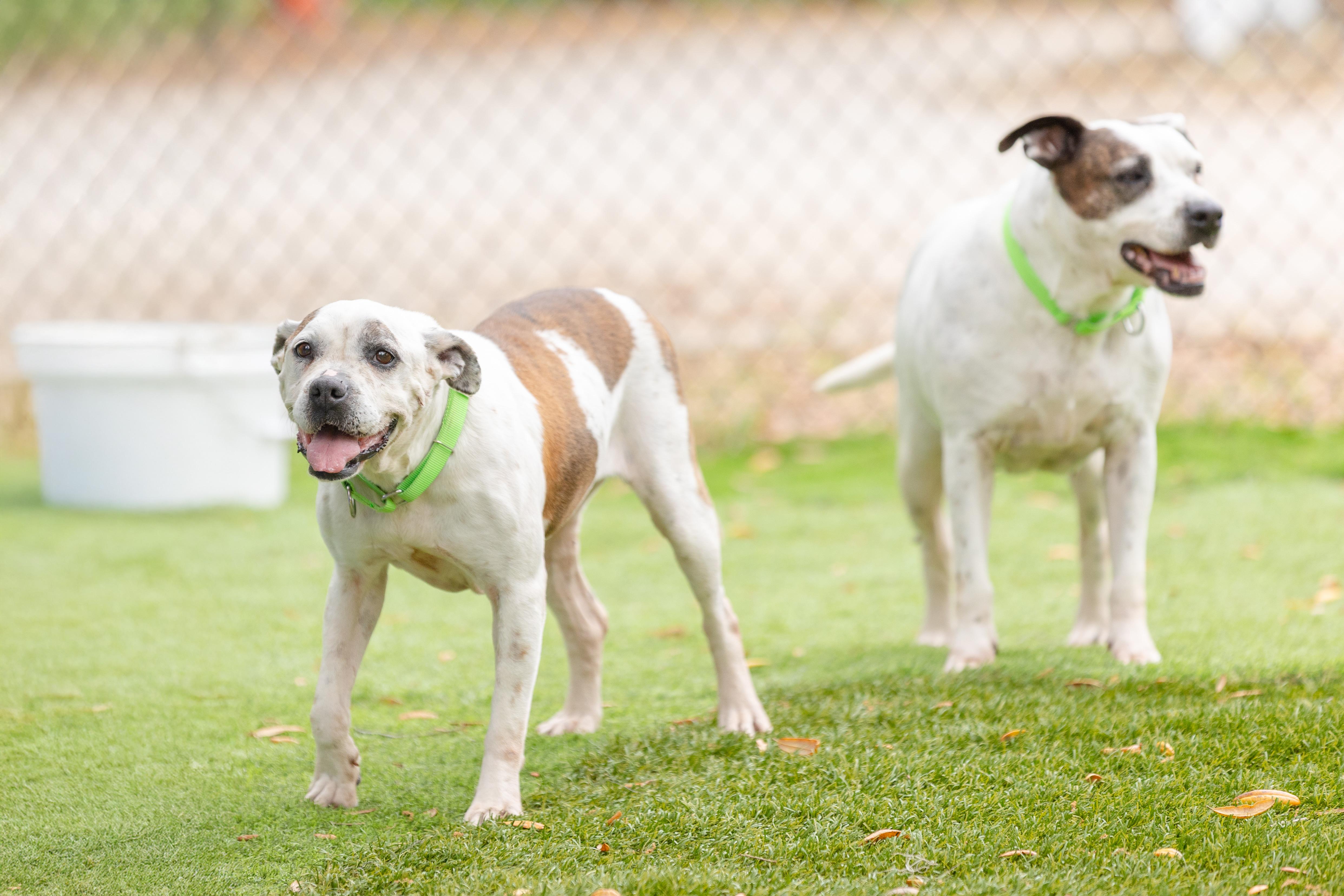 Enlarge Sissy, a ADOPTABLE Pit Bull Terrier in Pawleys Island, SC image 4/6