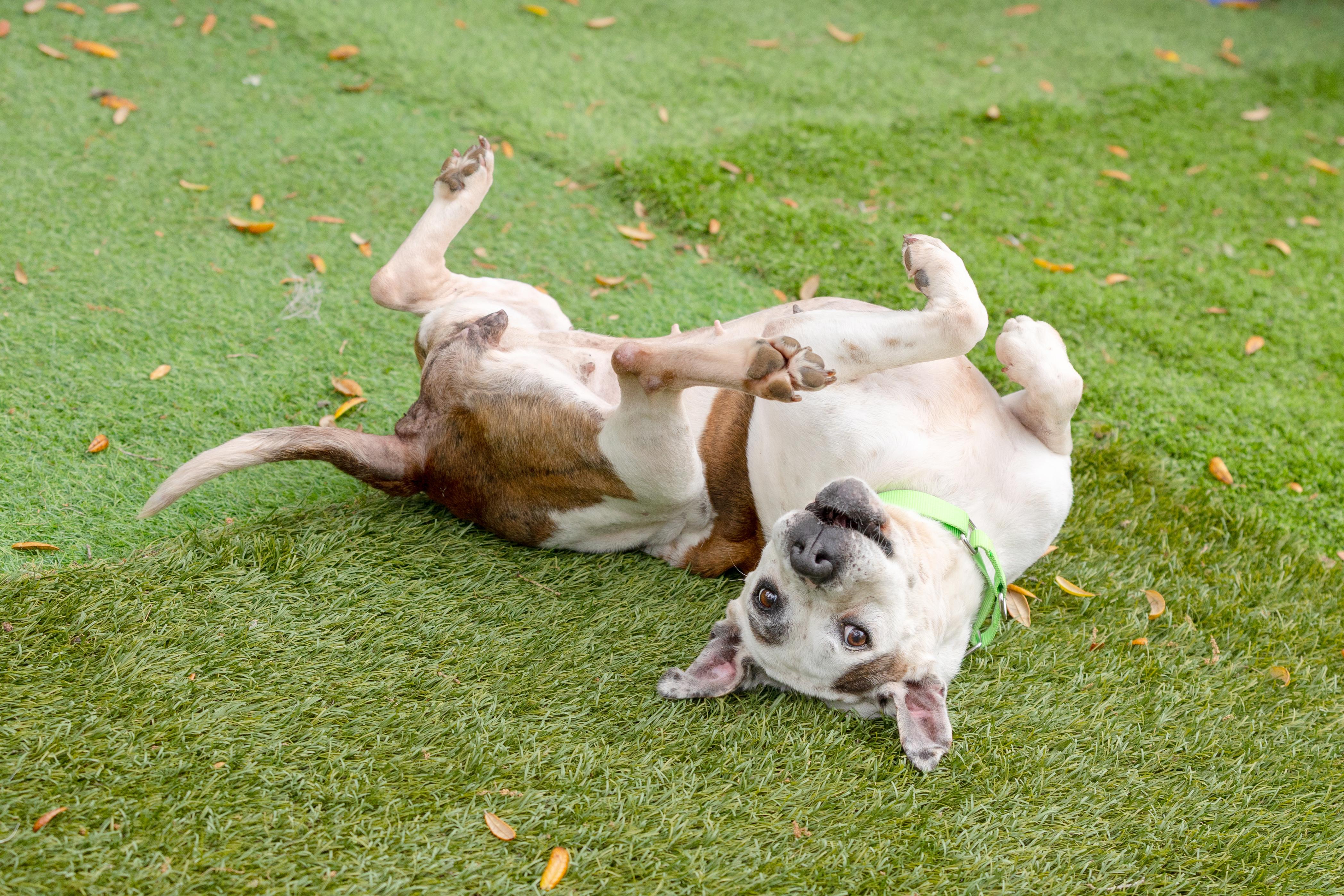 Enlarge Sissy, a ADOPTABLE Pit Bull Terrier in Pawleys Island, SC image 2/6