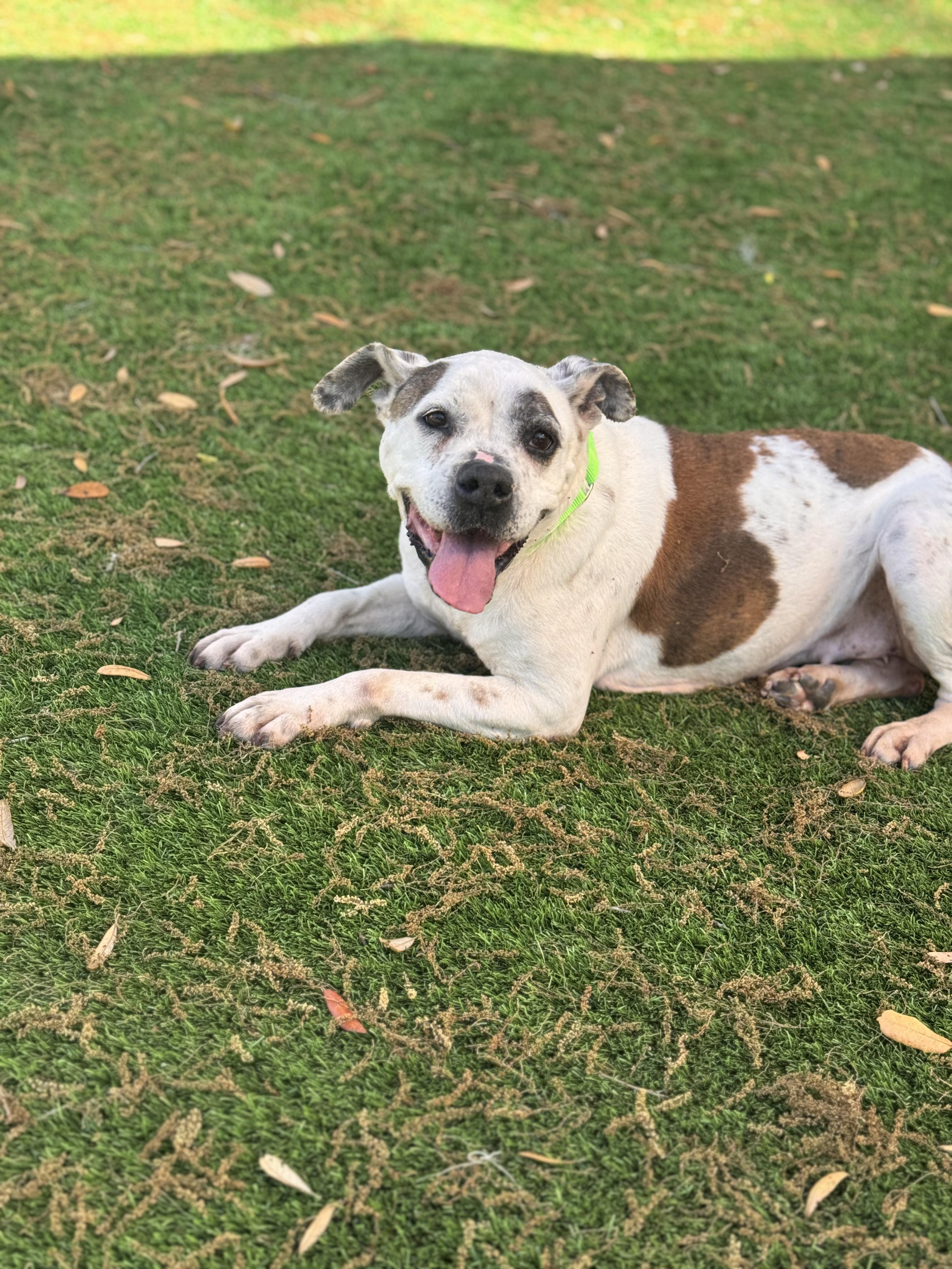 Enlarge Sissy, a ADOPTABLE Pit Bull Terrier in Pawleys Island, SC image 6/6