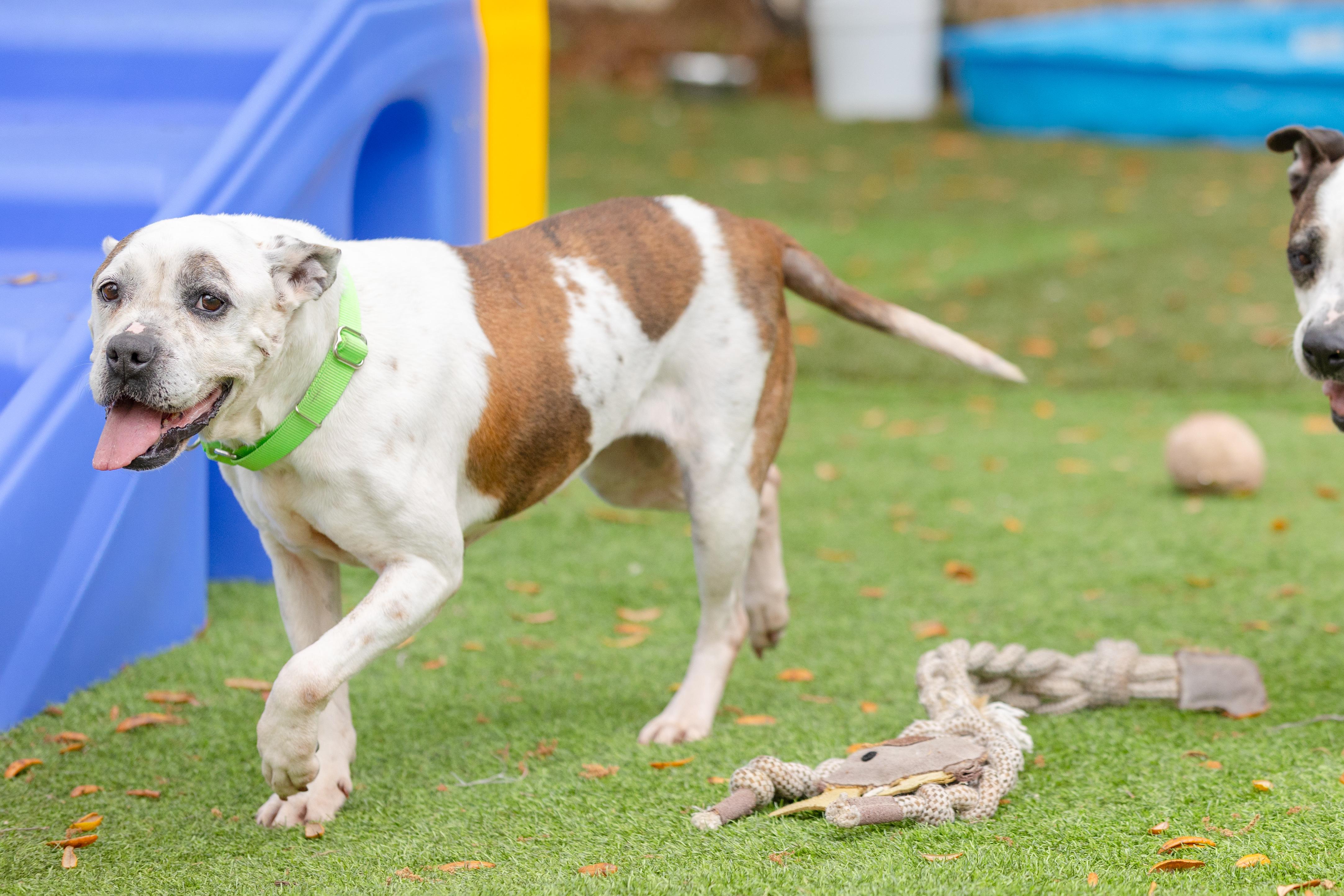 Enlarge Sissy, a ADOPTABLE Pit Bull Terrier in Pawleys Island, SC image 3/6