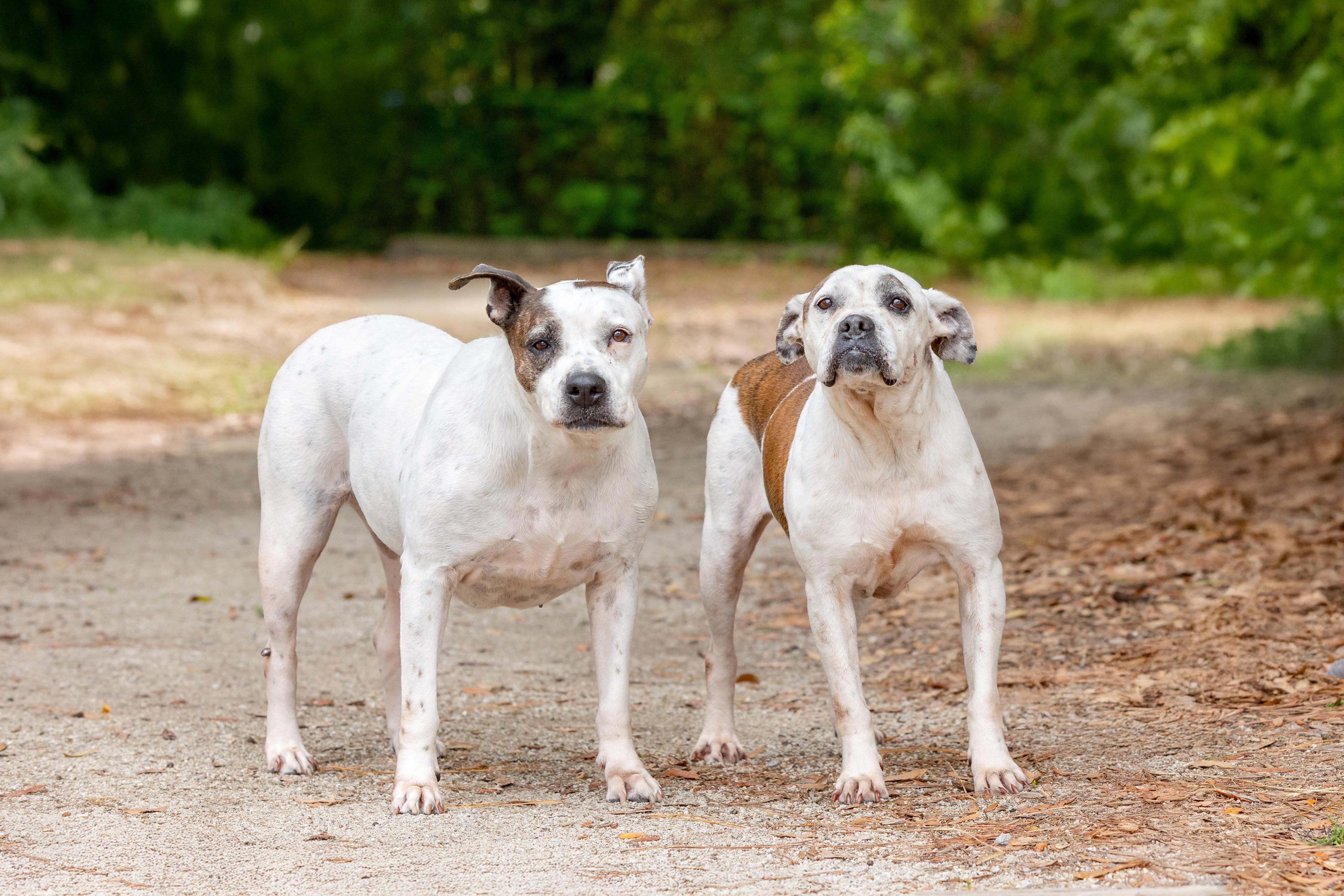 Sissy, ADOPTABLE, Senior Female Pit Bull Terrier.