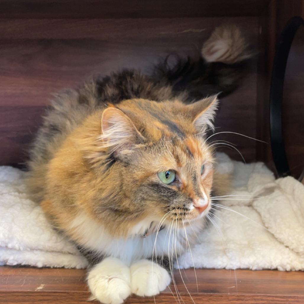 Lisa, Adoptable, Adult Female Domestic Long Hair.