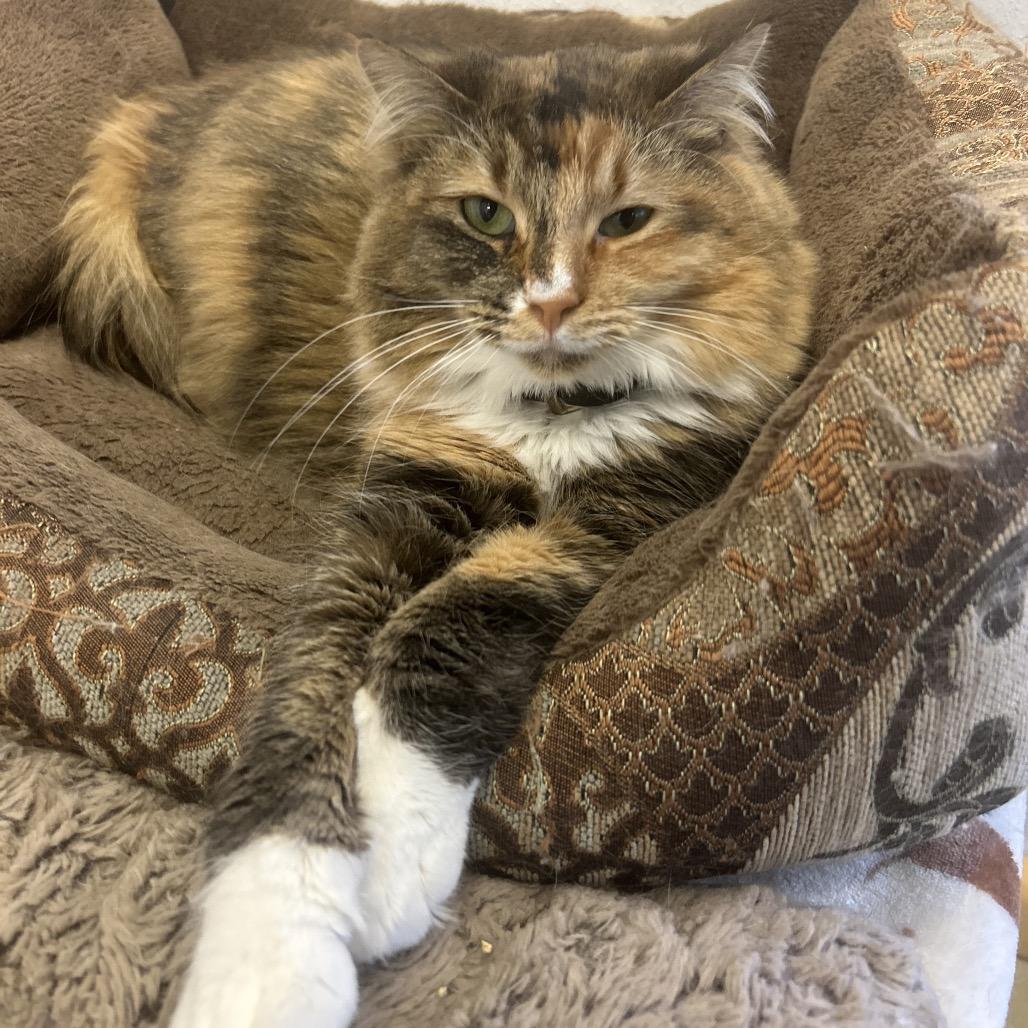 Lisa, a Adoptable Domestic Long Hair in Park City, UT image 2/5