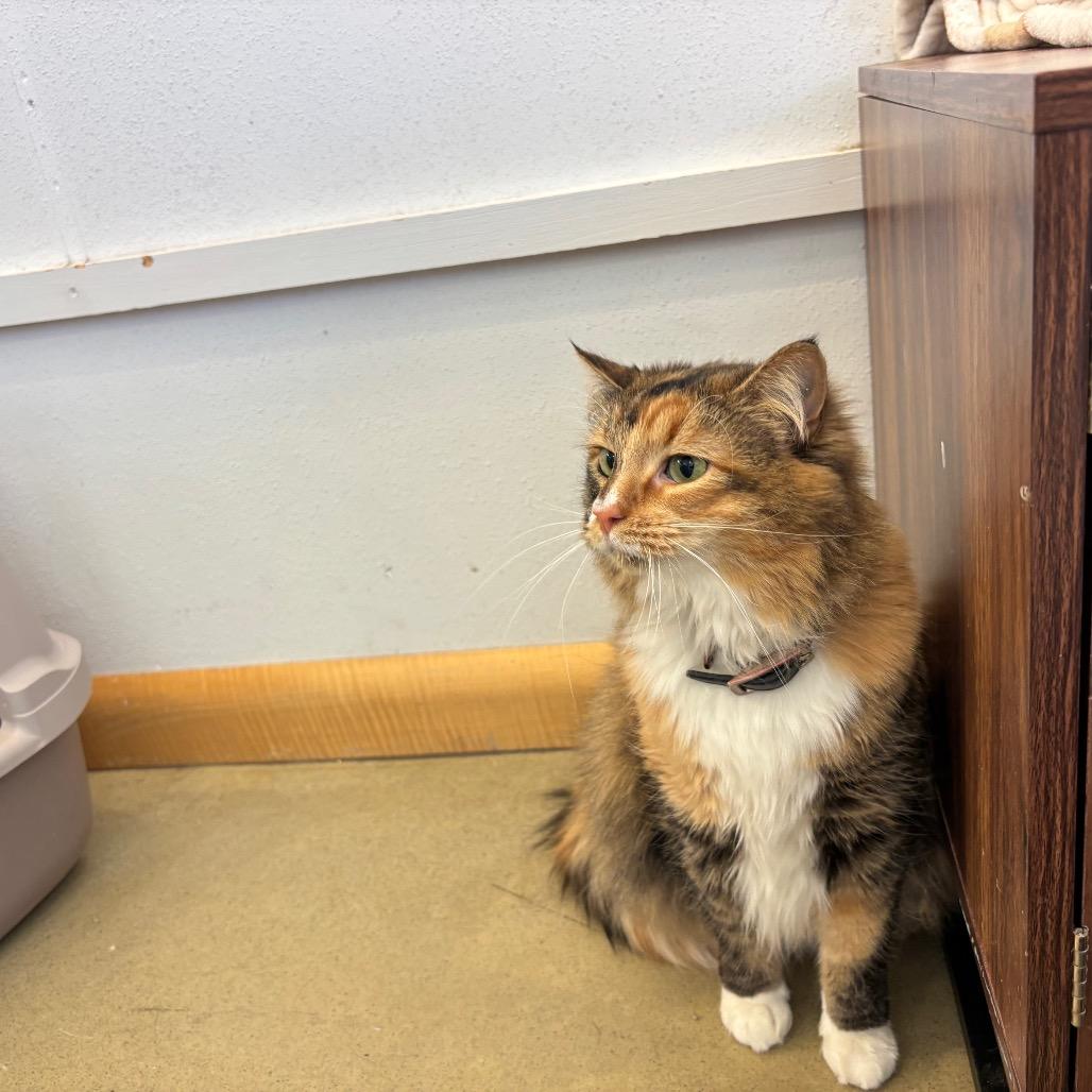 Lisa, a Adoptable Domestic Long Hair in Park City, UT image 3/5