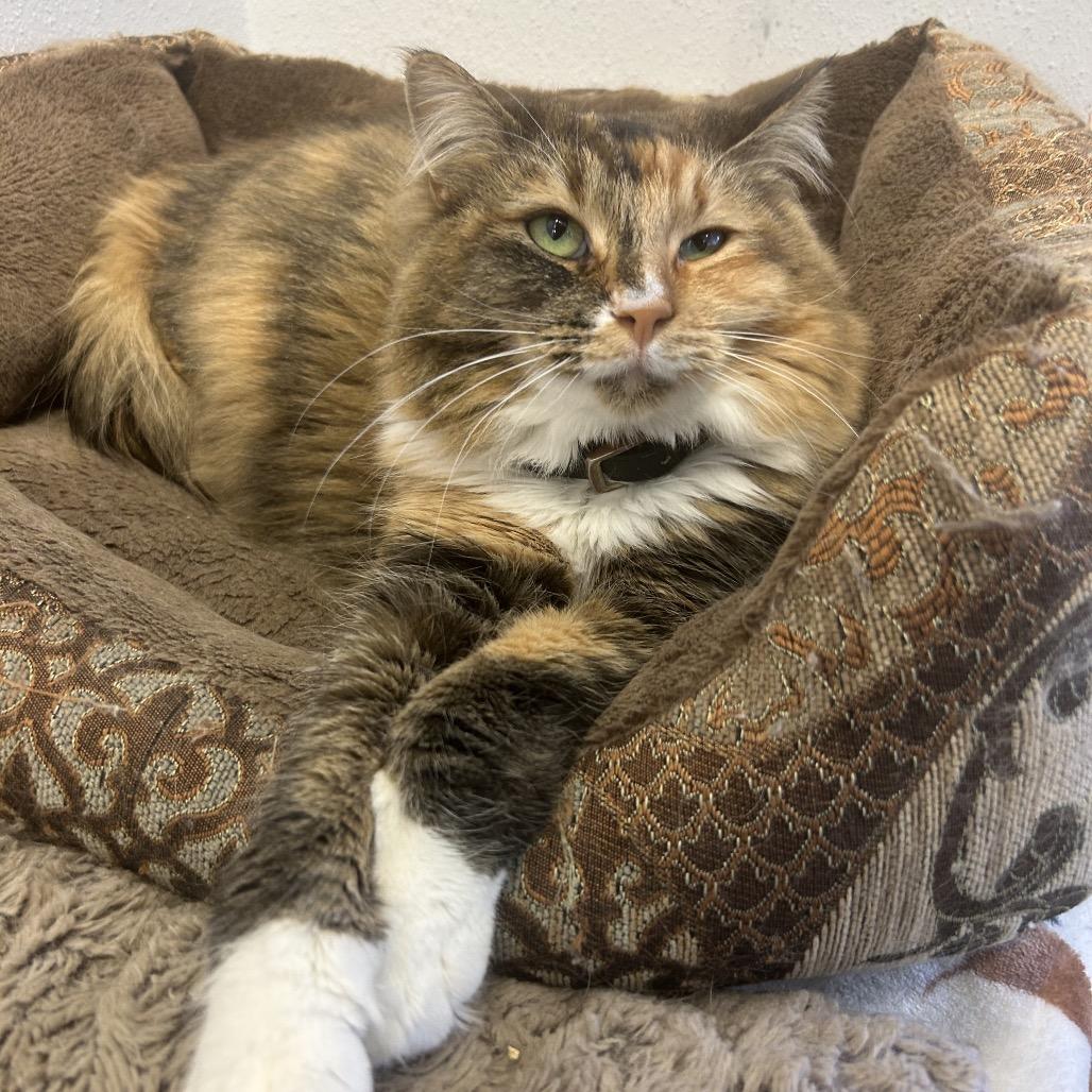 Lisa, a Adoptable Domestic Long Hair in Park City, UT image 4/5