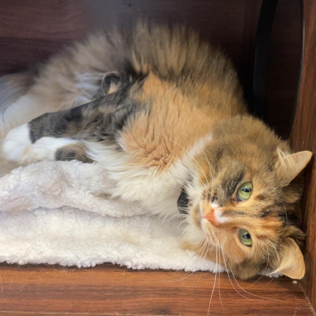 Lisa, a Adoptable Domestic Long Hair in Park City, UT image 5/5