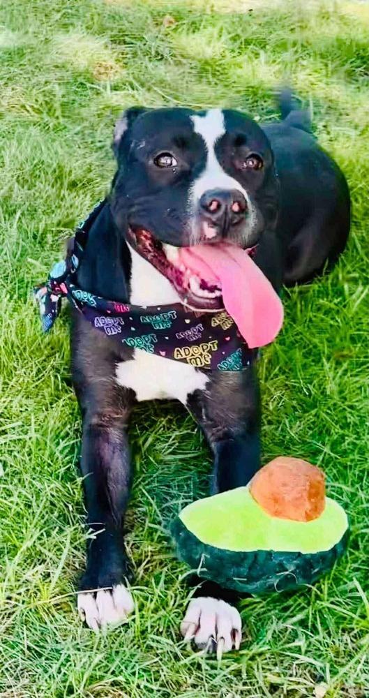 Enlarge Pepper, a Adoptable mixed breed in Bedminster, NJ image 4/6