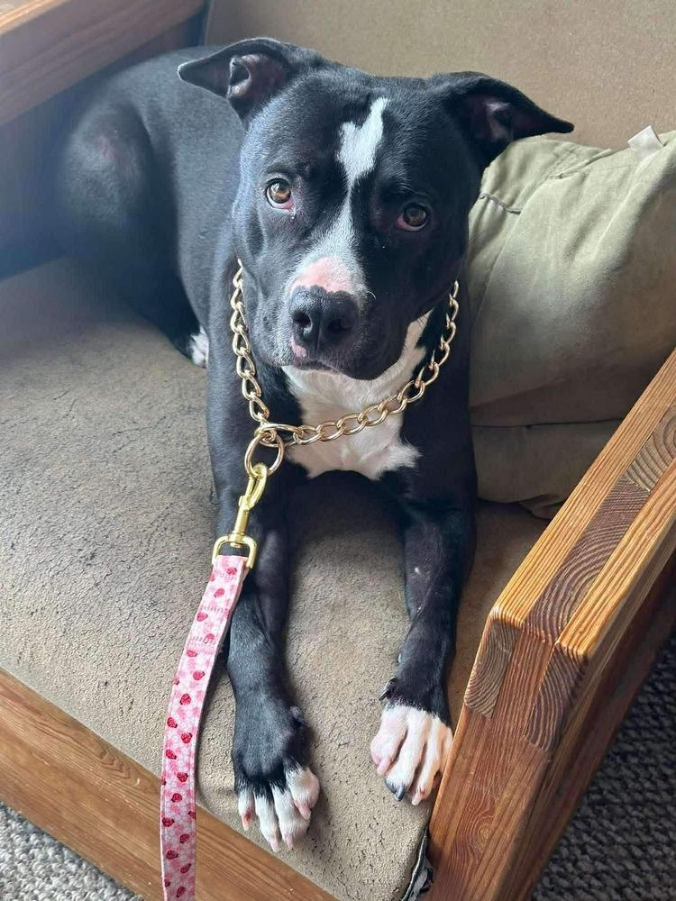 Enlarge Pepper, a Adoptable mixed breed in Bedminster, NJ image 5/6