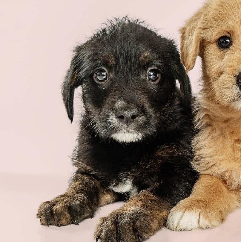 Twix, ADOPTABLE, Puppy Male Labrador Retriever.