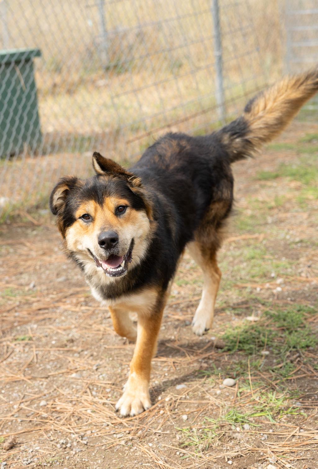 Enlarge Indy, a Adopted mixed breed in Libby, MT image 2/2