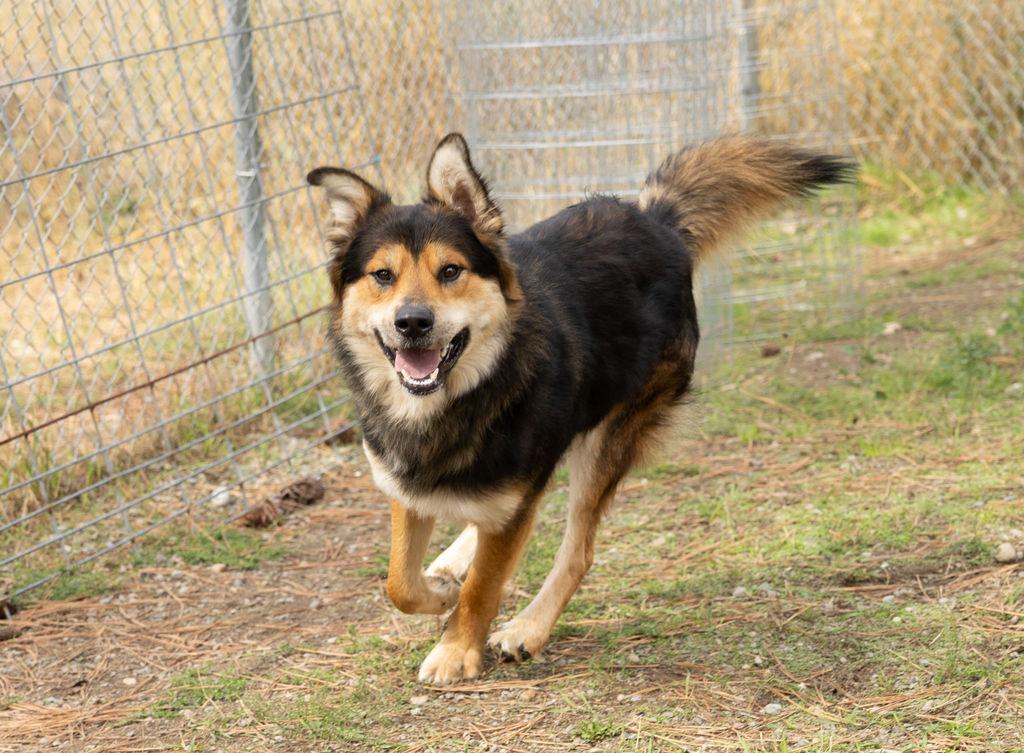 Enlarge Indy, a Adopted mixed breed in Libby, MT image 1/2