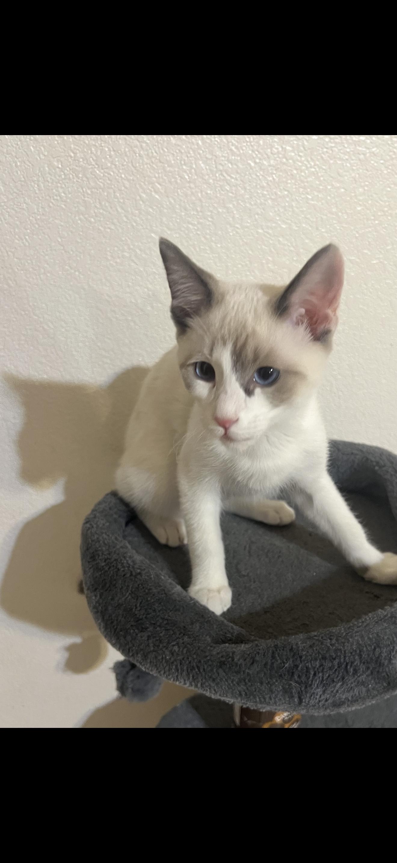 Enlarge Precious, an adopted mixed breed in kingman, AZ image 1/1