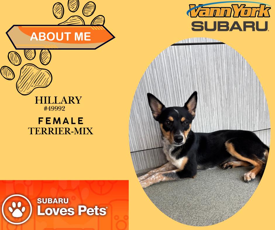 Hillary, Adoptable, Young Female Terrier.