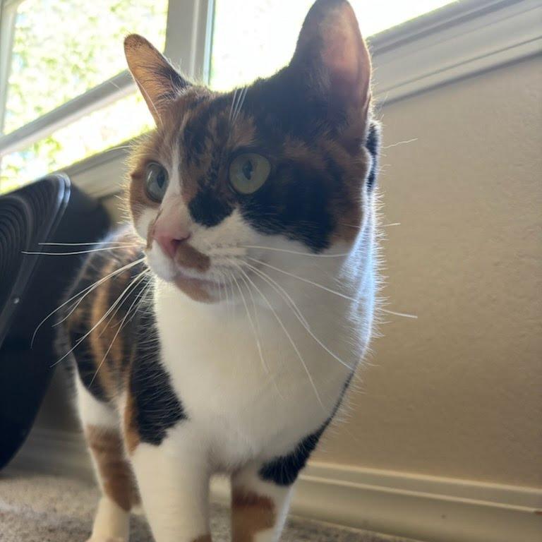 Jalapeno, Adoptable, Adult Female Domestic Short Hair.